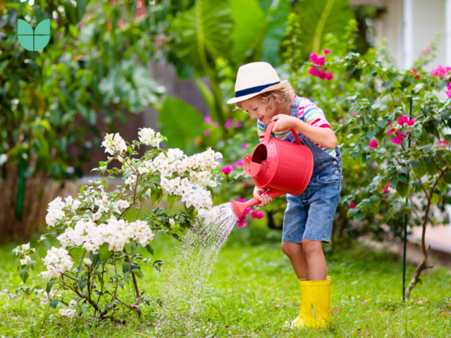 An image of a child watering the plants in the garden.