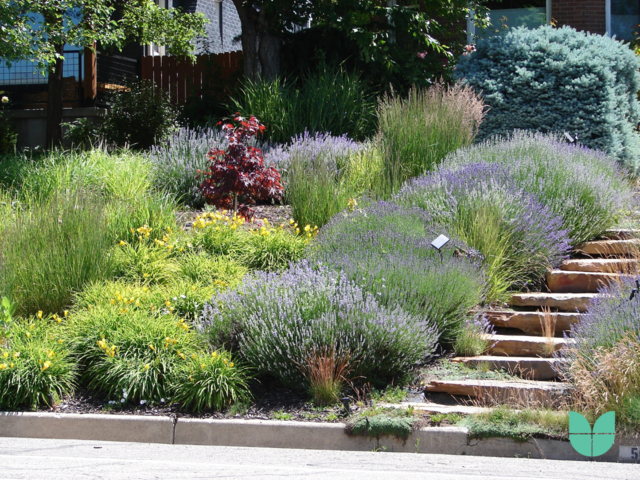 A xeriscope garden style where water conservation is prioritised. 