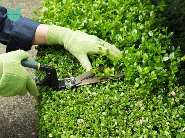 Horizontal photo of hands, wearing gloves, trimming hedges with manual shears.
